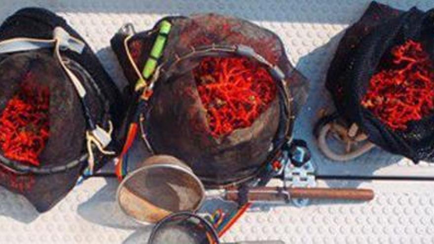 Enxampen tres pescadors furtius que havien extret set quilos de corall vermell al Cap de Creus