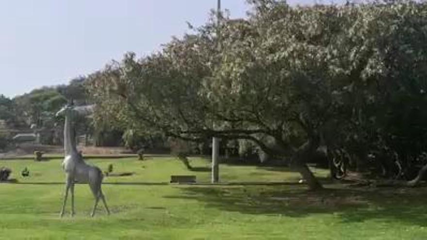 Libélulas en el parque Doramas