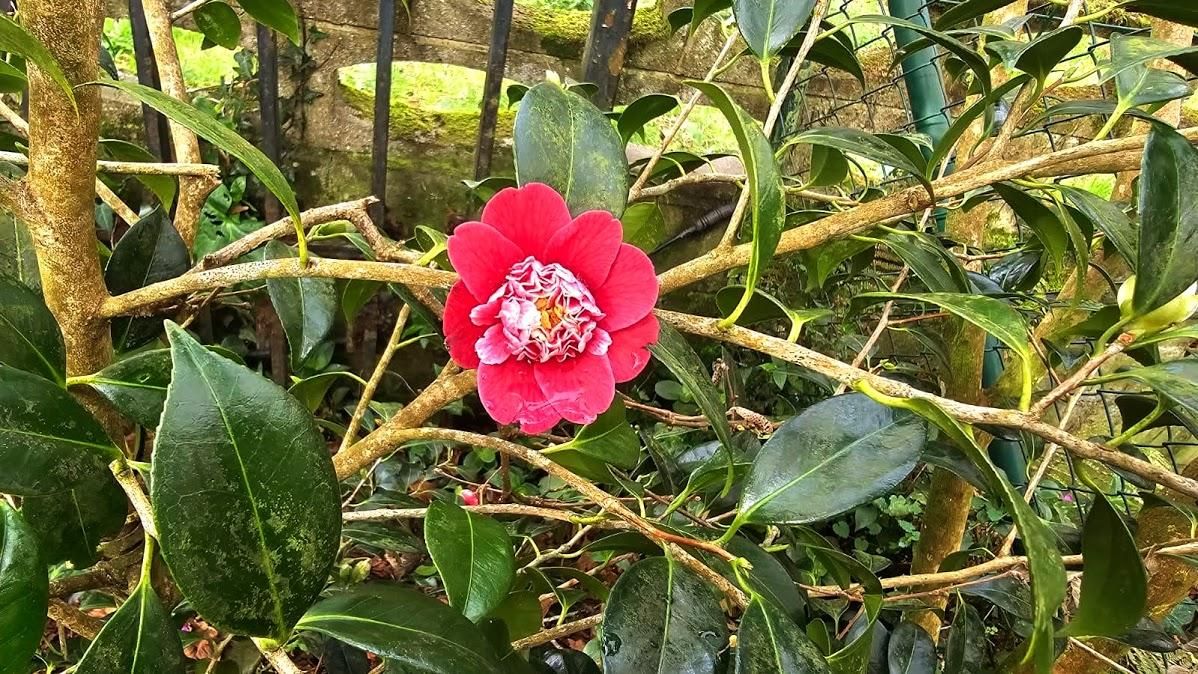 El jardin de camelias de María Jesús Guitérrez, en imágenes