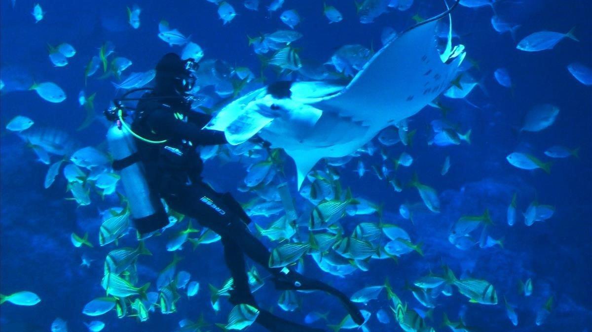 Un submarinista alimenta una  manta en el acuario S E A en los resorts de la isla Sentosa en Singapur