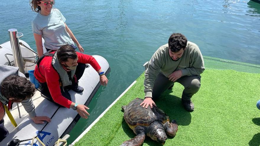 Rescatan a una tortuga enferma el último día de la &#039;Setmana del Mar&#039; de Ibiza