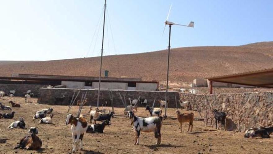 Las cabras de la granja de Fenimoy comparten los corrales con los aerogeneradores de energía eólica, ayer. | lp / dlp