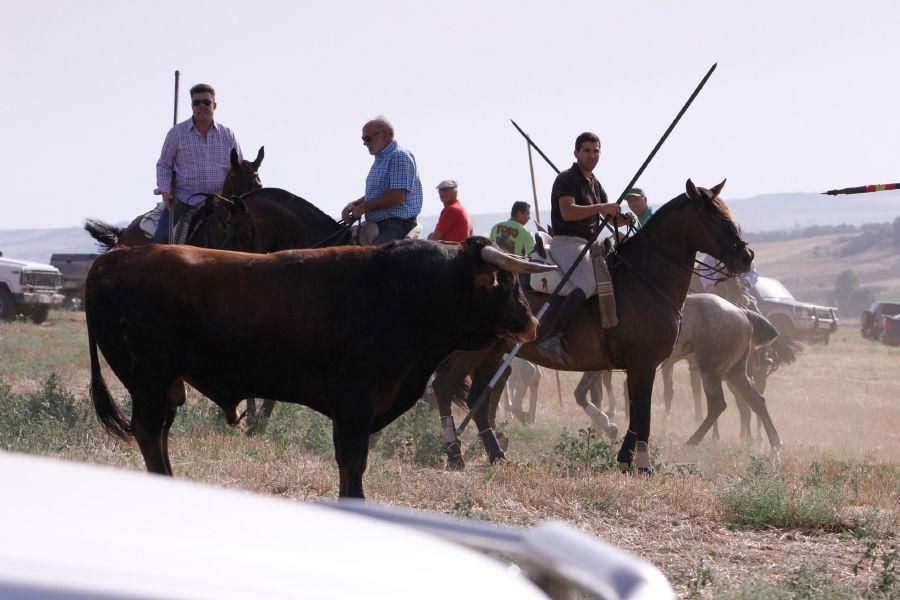 Encierro de campo en Villaescusa