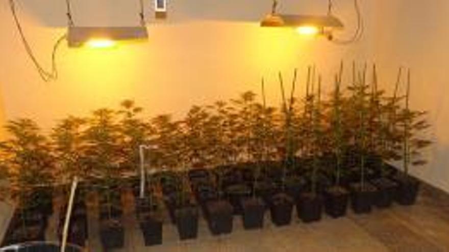 Part de les plantes trobades pels Mossos.