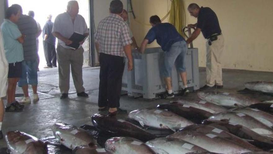 Una imagen reciente de trabajos en la Lonja de Torrevieja tras una noche de pesca.