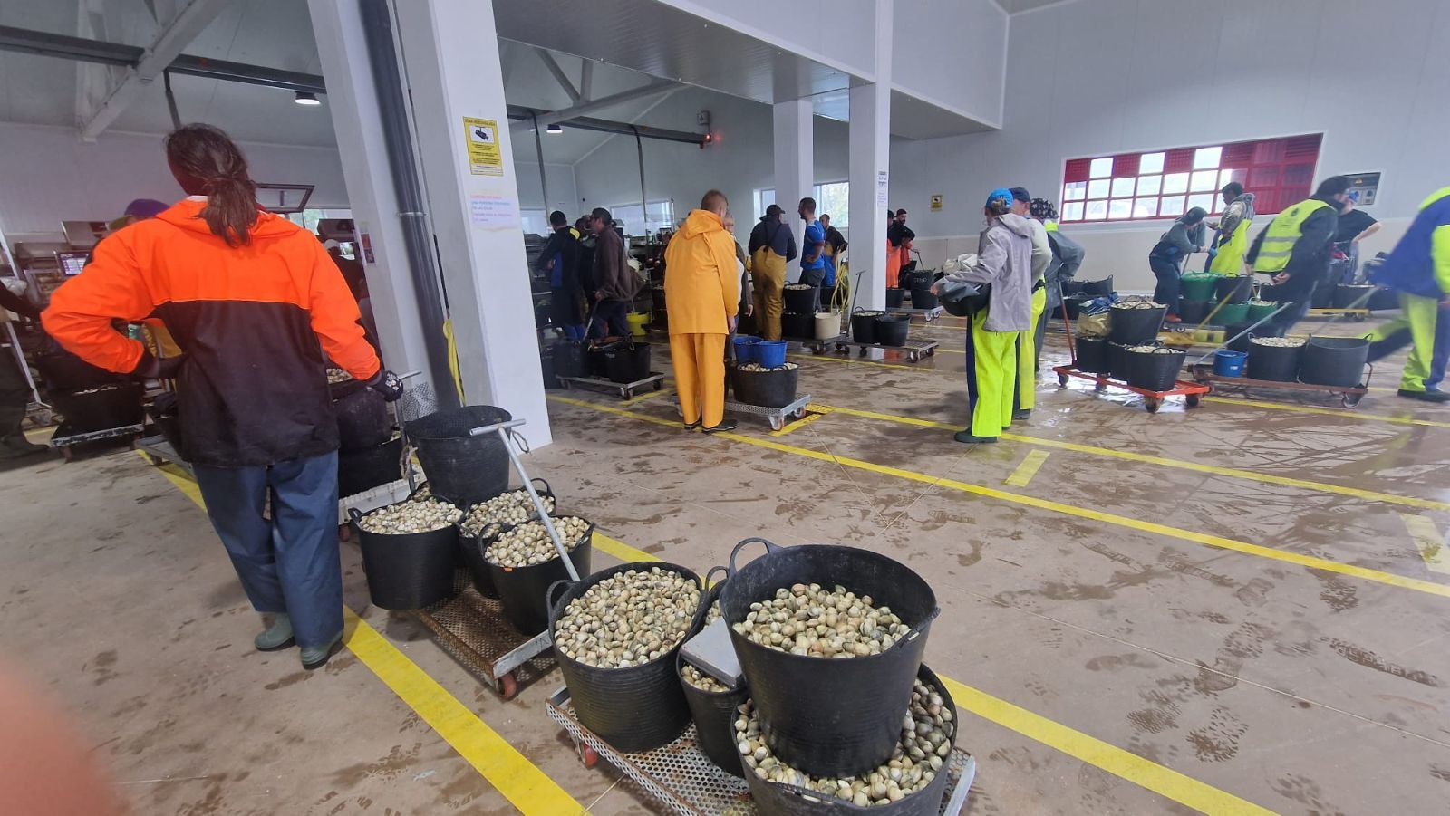 Así es el día a día en el puerto y la lonja de O Testal (Noia), donde cada vez se dan cita más mariscadores arousanos.