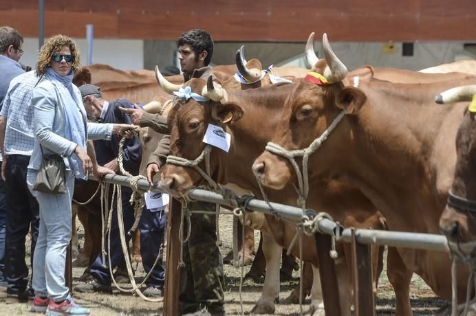 FIESTA DE VALLESECO