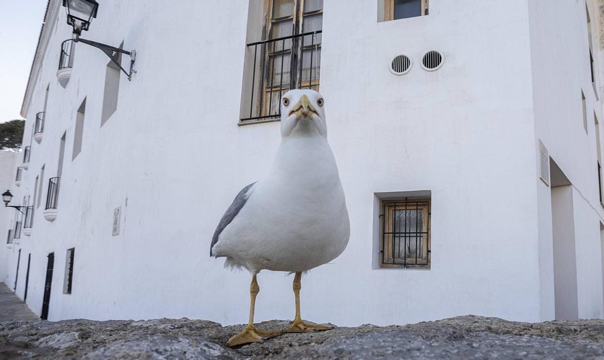 La gaviota urbanita