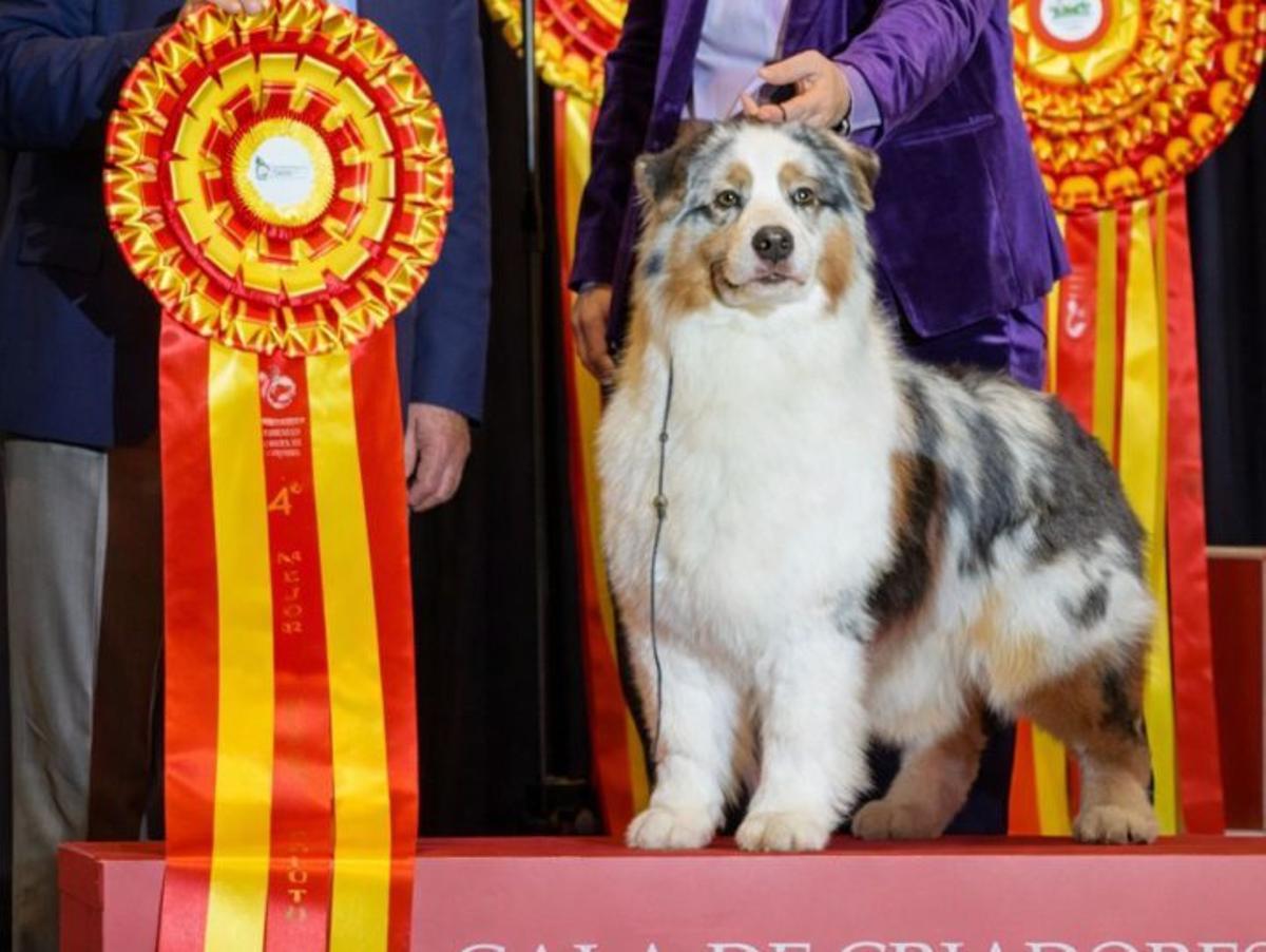 La Arena, cuna de la élite de los pastores australianos