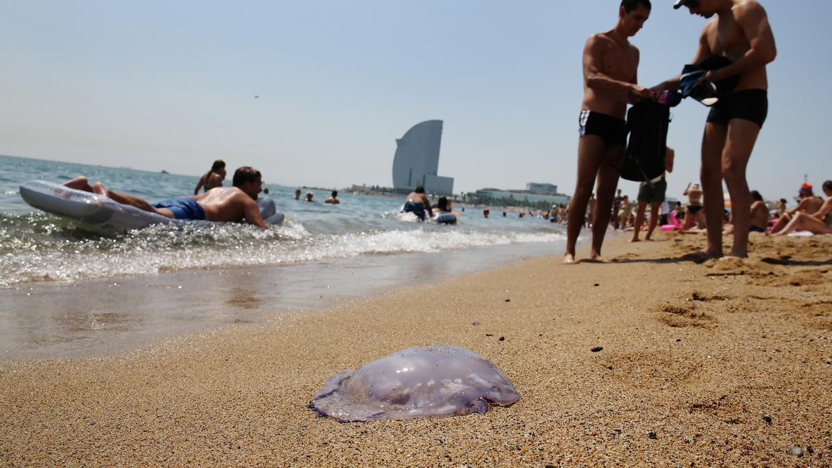 Barcelona 04/08/2018 Barcelona Ola de calor, ambiente en la Playa de la Barceloneta, muy llena, por el calor y con bandera amarilla por las medusas. FOTO DE RICARD CUGAT