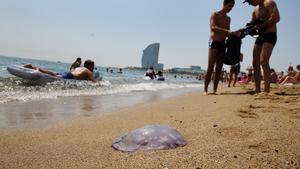 Playa de Barcelona con presencia de medusas
