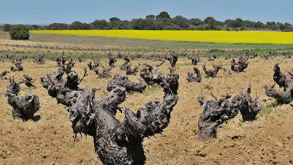 Varias cepas pertenecientes a la Denominación de Origen Tierra del Vino.