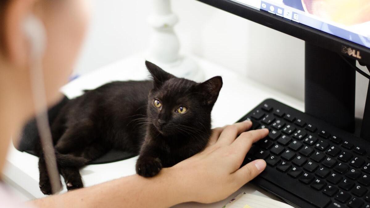 Gato sobre el ordenador