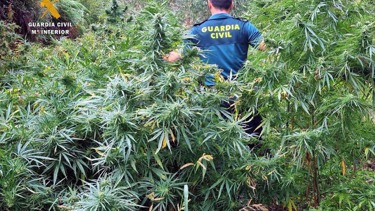 Imagen de archivo de una plantación de marihuana intervenida por la Guardia Civil.