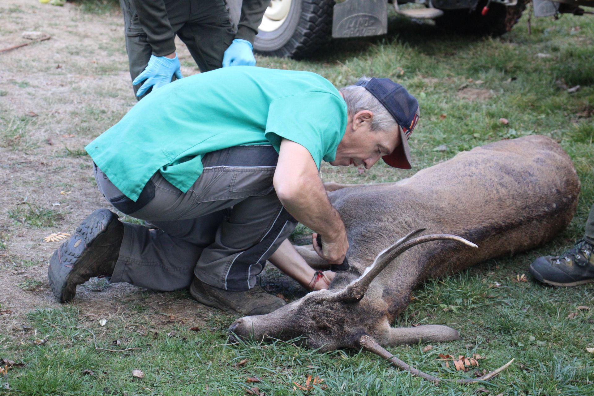 GALERÍA | Rescate de un ciervo enfermo en Puebla