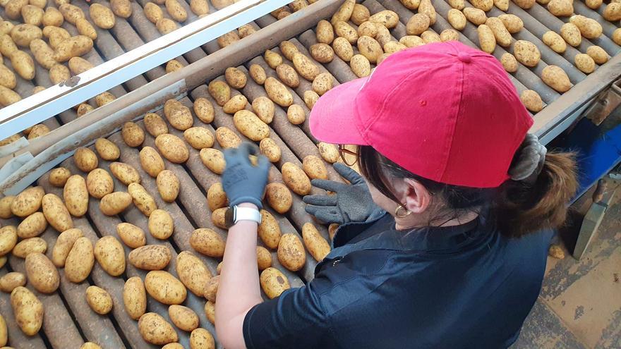 Los portales exportadores de patata avisan que las campañas corren peligro