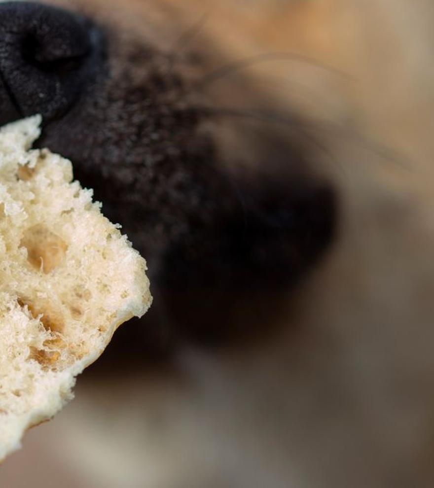 Això és el que li passa al teu gos o gat si menja pa