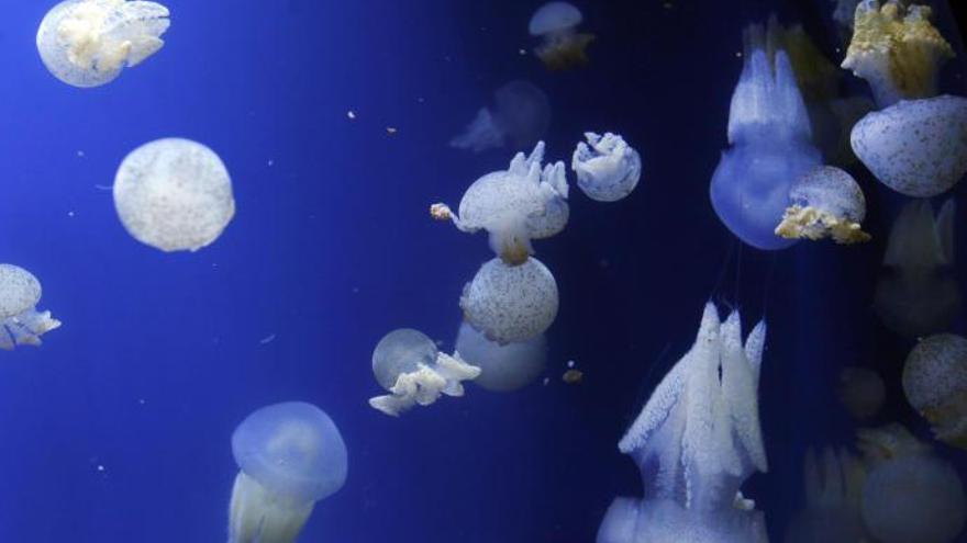 Cómo saber si hay medusas en la playa con una nueva app
