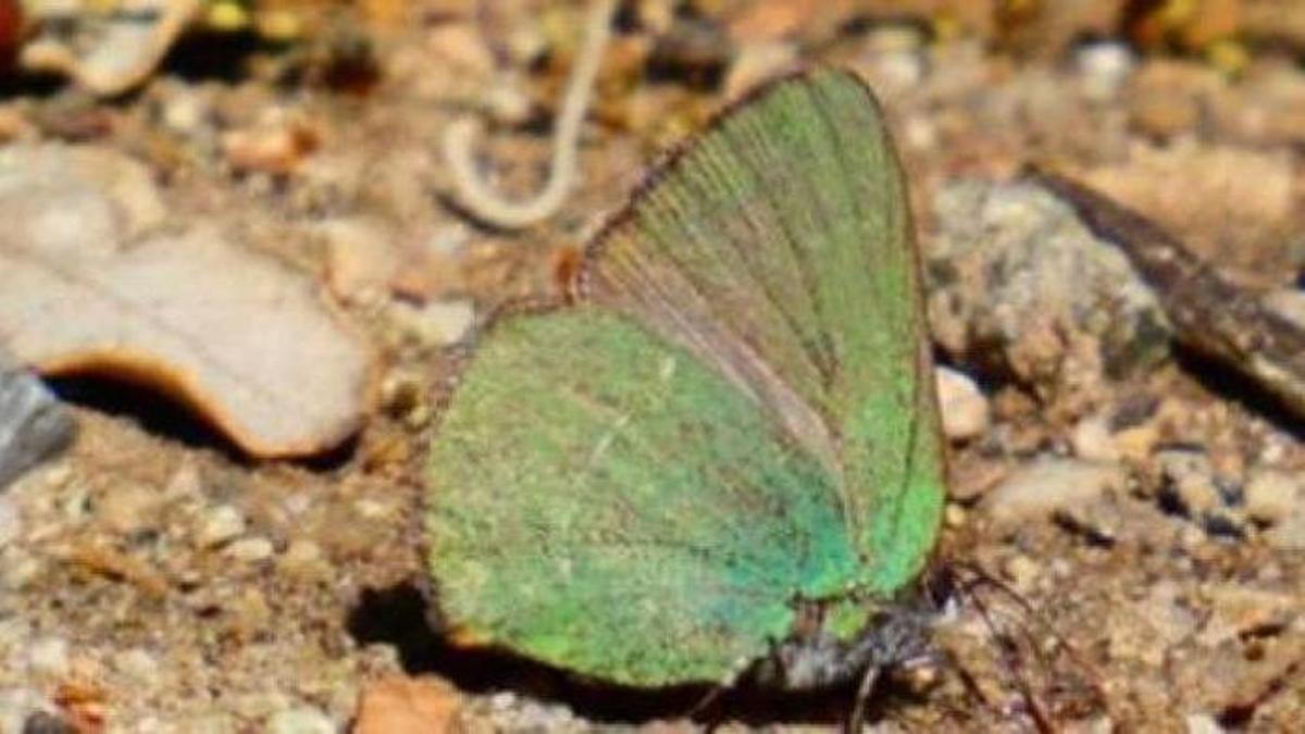Cejirrubia (Callophrys avis)