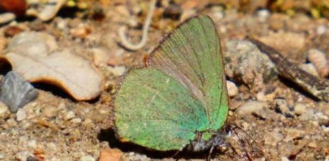 Barcelona identifica una nueva especie de mariposa en la ciudad y alcanza las 52 especies observadas
