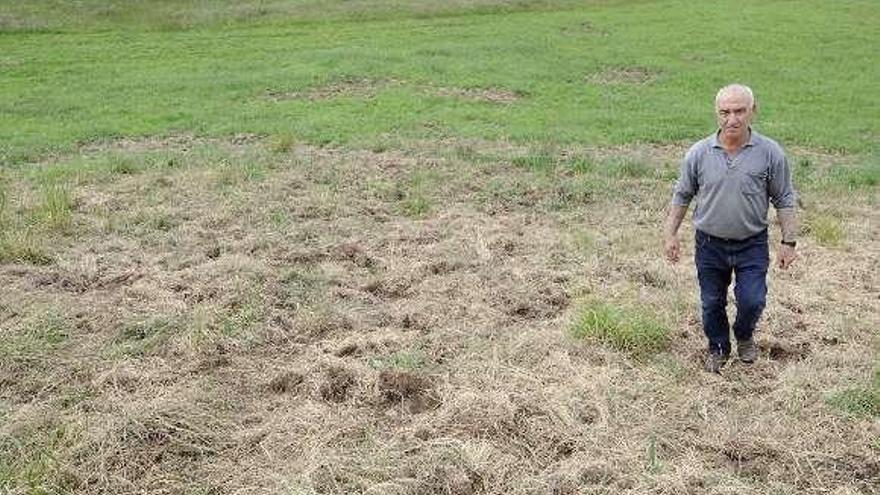 Daños del jabalí en una finca de hierba de Doade. // Bernabé/Javier Lalín