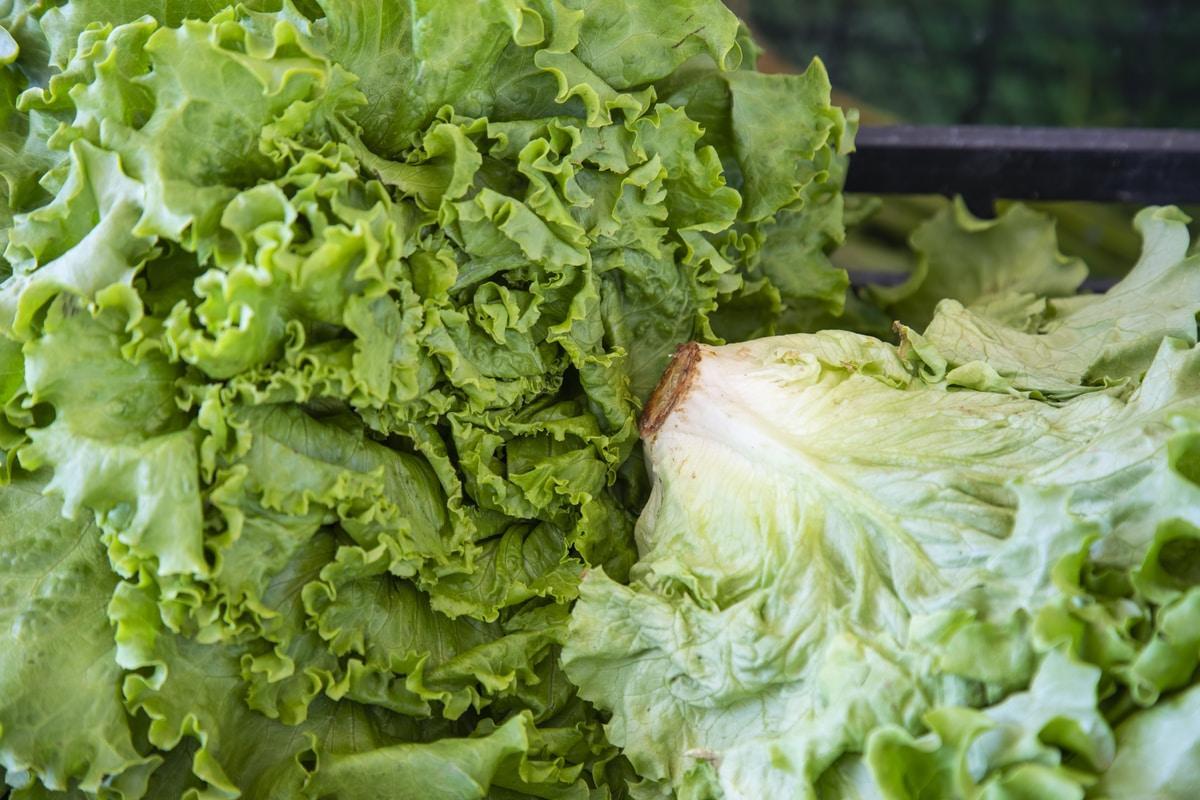 Lechuga