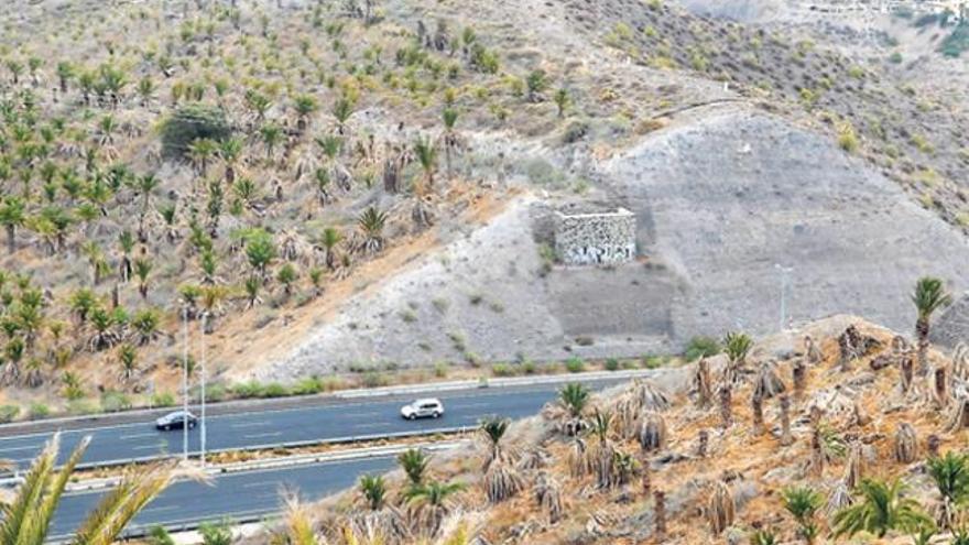 Imagen de las palmeras desmochadas en las laderas que rodean la circunvalación de Las Palmas de Gran Canaria | santi blanco