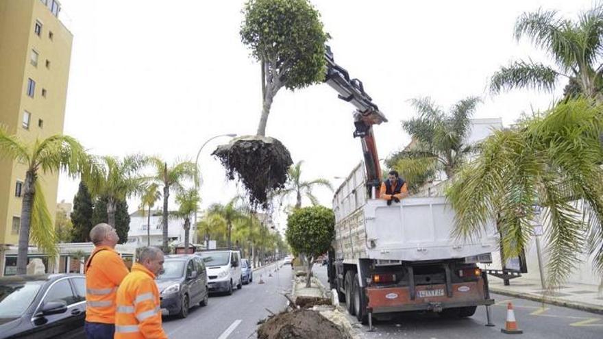 Los operarios municipales trasladan los árboles al vivero municipal mientras duran las obras.