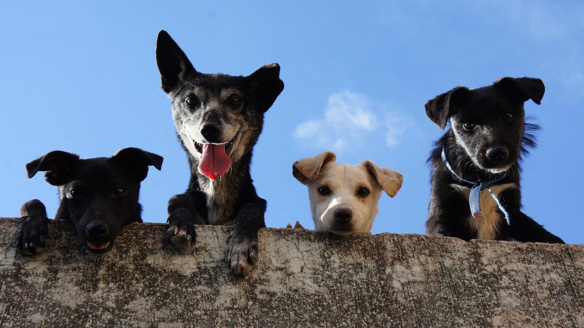 PERRO | Las 10 cosas que los humanos podemos aprender de los perros