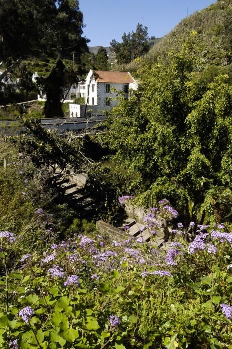 VERDOR EN EL CAMPO GRANCANARIO