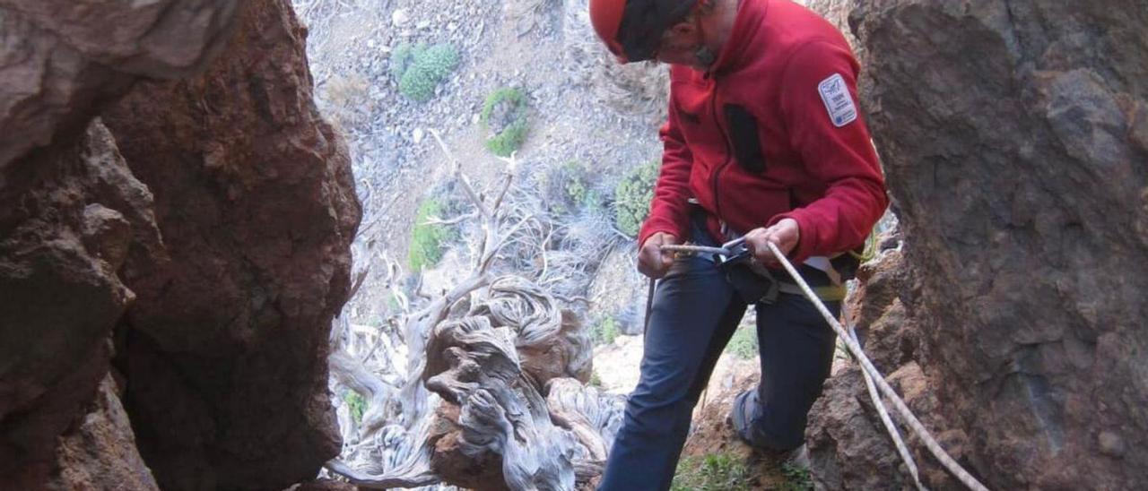 ‘Bárbol’, el cedro que ha vivido seis erupciones en el Teide