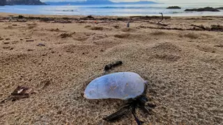 Primera invasión del verano de las peligrosas carabelas portuguesas: bandera roja en siete playas asturianas (y así debes actuar si te pican)