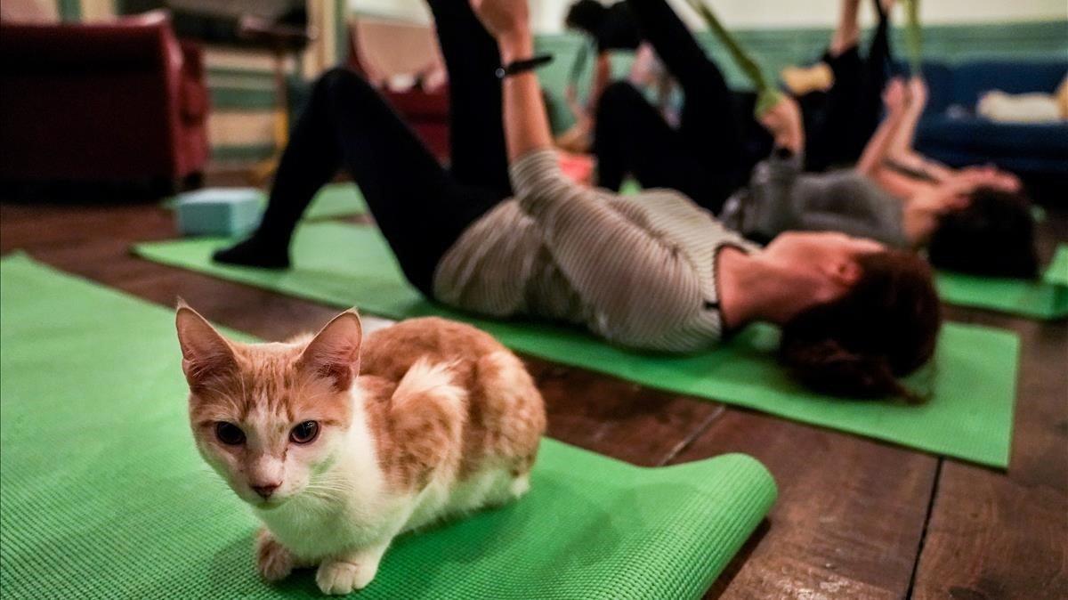 Un gato durante una calse de yoga en Brooklyn 