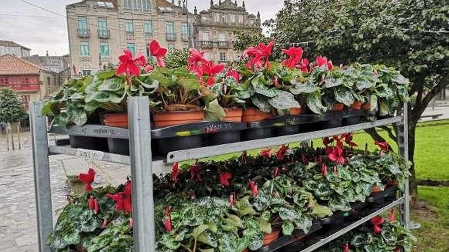 Flores navideñas preparadas para adornar los jardines. // Faro