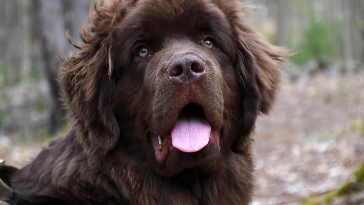 RAZAS DE PERROS | Las razas de perros más grandes del mundo: gigantes  caninos que conquistan corazones