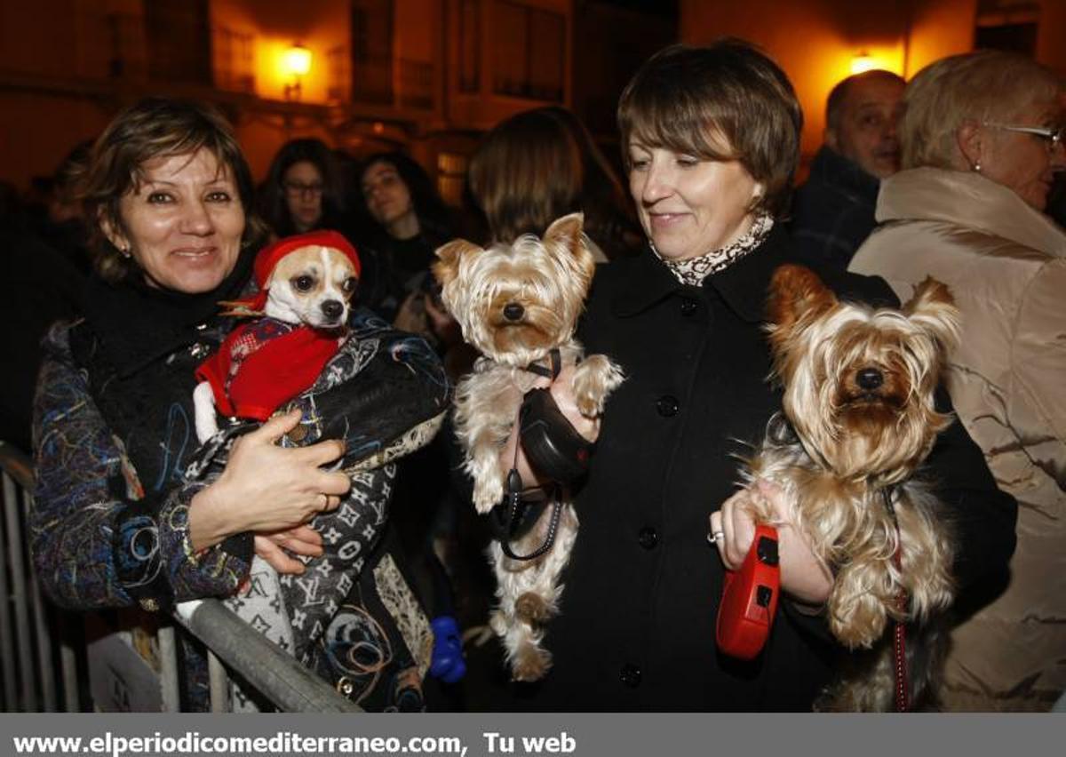 GALERÍA DE FOTOS -- Bendición de animales en Almassora