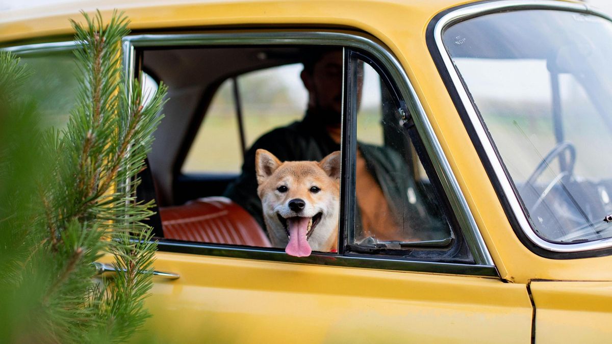 La DGT advierte: este es el accesorio que nunca debes utilizar para sujetar a tu perro en el coche