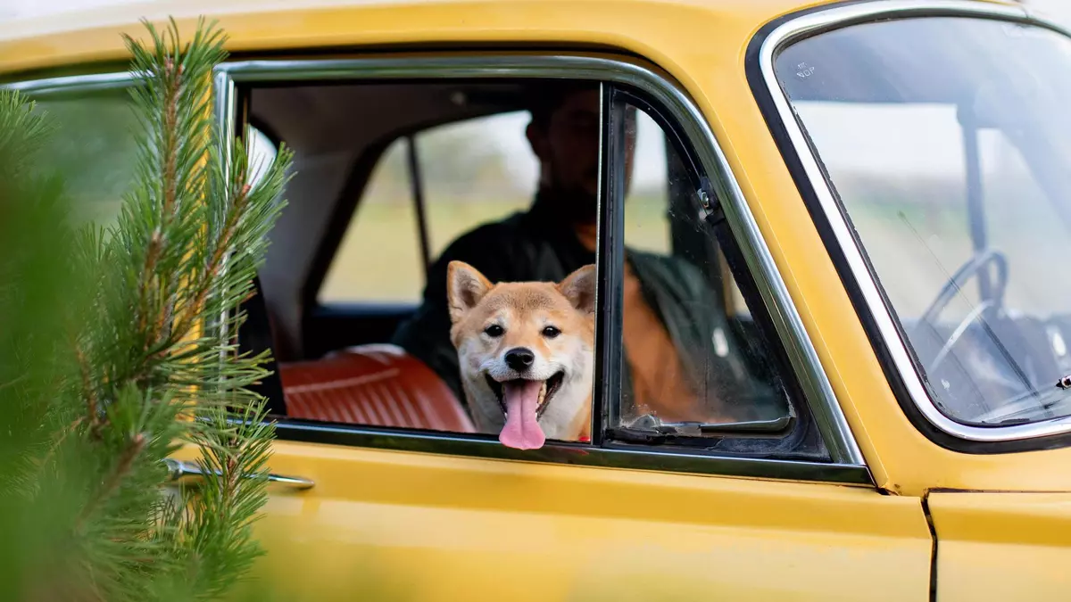 La DGT advierte: este es el accesorio que nunca debes utilizar para sujetar a tu perro si viajas en coche