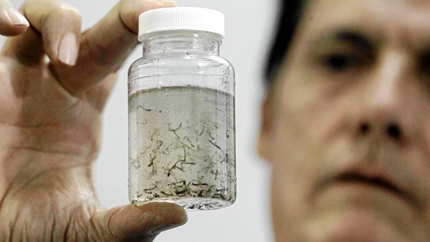 Sanidad sugiere precauciones en el sexo para evitar el zika