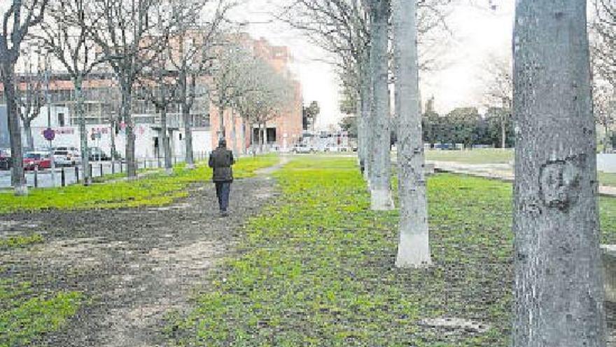 Girona eliminarà desenes d&#039;arbres exòtics invasors de zones urbanes de la ciutat