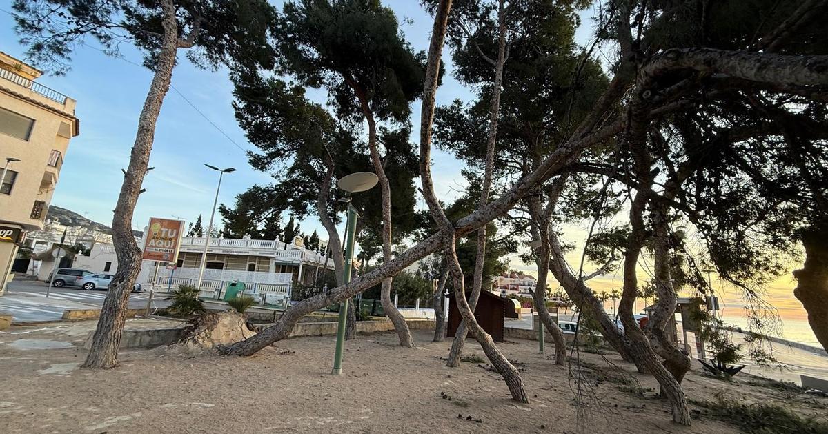 Los daños provocados por el viento obligan al Ayuntamiento a tomar medidas urgentes en esta pinada, para evitar peligro para las personas,