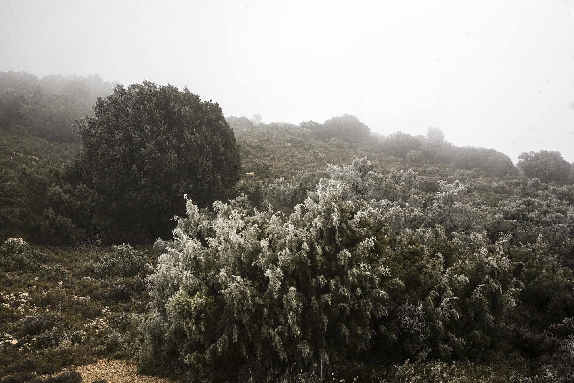 Altas temperatura y nieve en la Font Roja