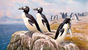 Alca gigante. Esta pintura muestra alcas gigantes extintas ( Pinguinus impennis ) y fue realizada para ilustrar una carta de un conjunto de 30 cartas coleccionables de Tiere der Urwelt (Animales del mundo prehistórico).