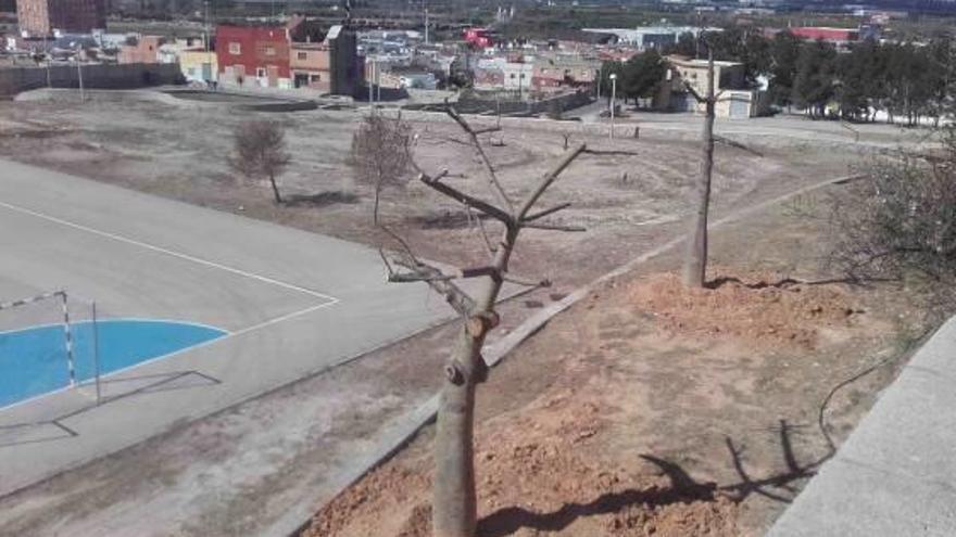 Transplantan varios árboles a l&#039;Alquerieta al remodelar el parque Pere Crespí