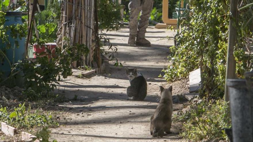 El PP reprocha al tripartito el gasto de 2.000 euros en la campaña de gatos