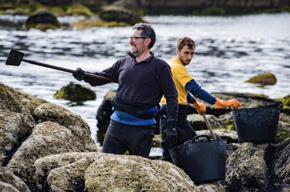 Así recolectan mejilla los bateeiros de Arousa