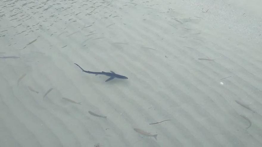 El paseo de un tiburón por la orilla de las islas Cíes