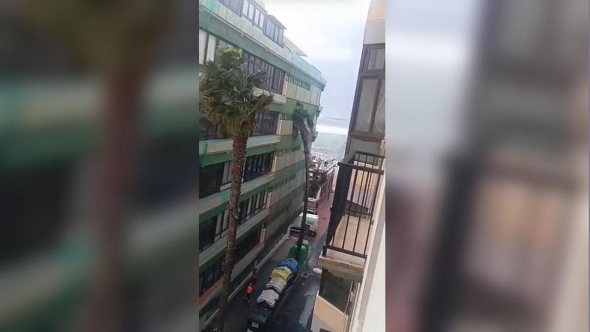 Las palmeras se tambalean por el fuerte viento en Las Palmas de Gran Canaria