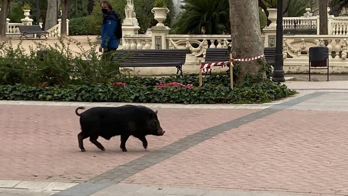 Un cerdo vietnamita paseando por la ciudad