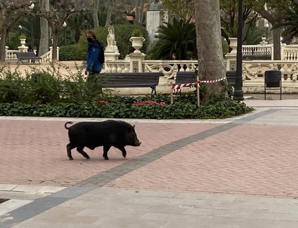 Un cerdo vietnamita paseando por la ciudad
